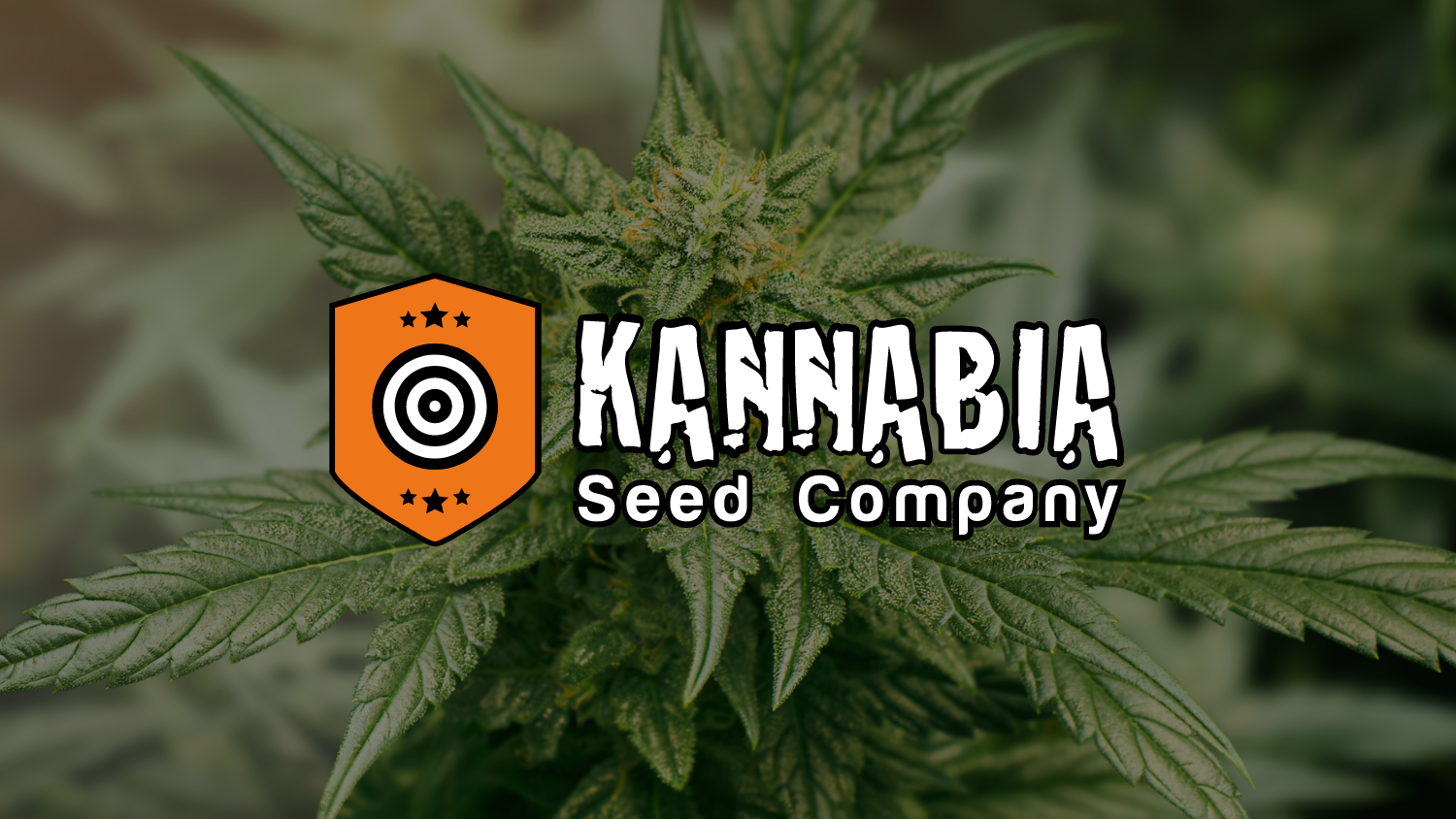 Grow-Deals heißt Kannabia Seeds willkommen: Eine Partnerschaft, die Qualität und Vielfalt verspricht